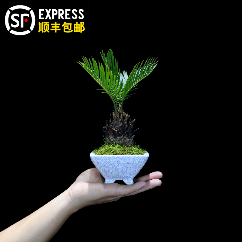 铁树盆栽茶台桌面精品小绿植摆件室内办公室植物苏铁微型盆景好养