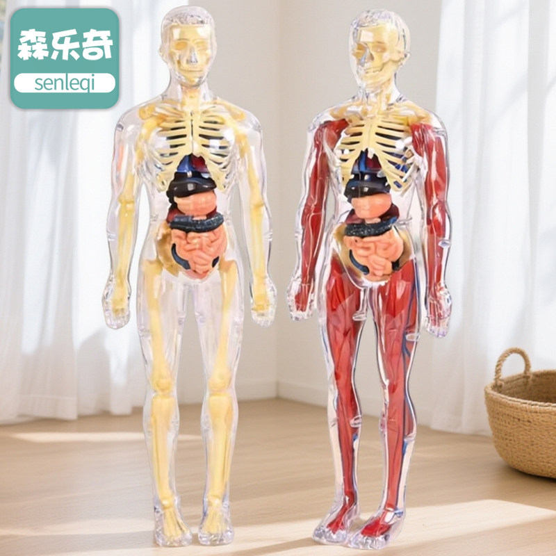 人体结构模型器官骨骼可拆卸内脏儿童玩具拼装生物解剖医学3d身体