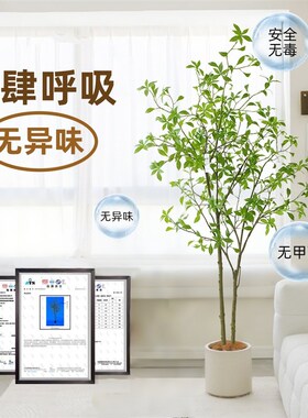 马醉木彷真绿色植k物客厅盆栽吊钟树室内彷生落地植物橱窗装饰假