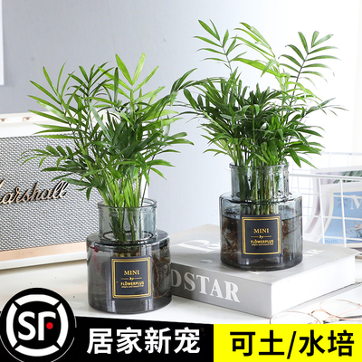 袖珍椰子水培植物盆栽凤尾竹富贵椰子绿植客厅办公室桌面好养绿植