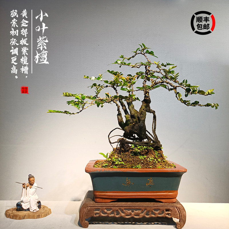 小叶紫檀盆景老桩室内绿植大型植物客厅黑骨茶稀有盆栽办公桌阳台