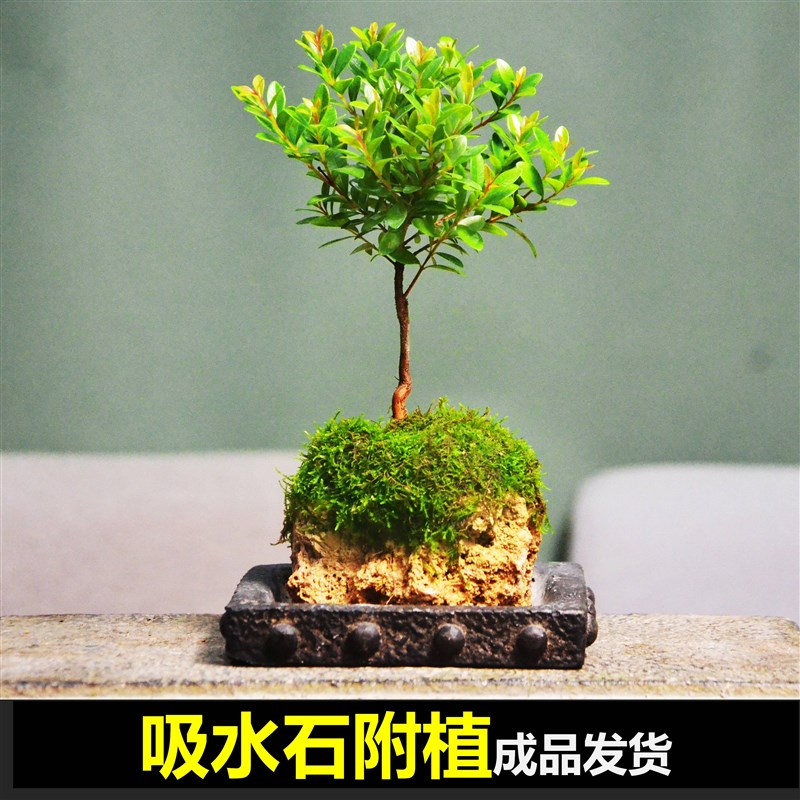 附石菖蒲吸水石小叶赤楠花叶络石狼尾蕨盆栽室内盆景苔藓绿植水培