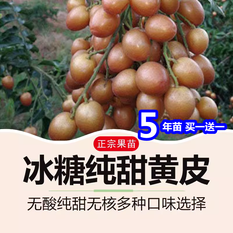 新品種冰糖純甜黃皮嫁接果樹(shù)苗貴妃無(wú)核雞心紫肉盆栽地栽當(dāng)年結(jié)果