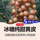 种冰糖纯甜黄皮嫁接果树苗贵妃无核鸡心紫肉盆栽地栽当年结果 新品