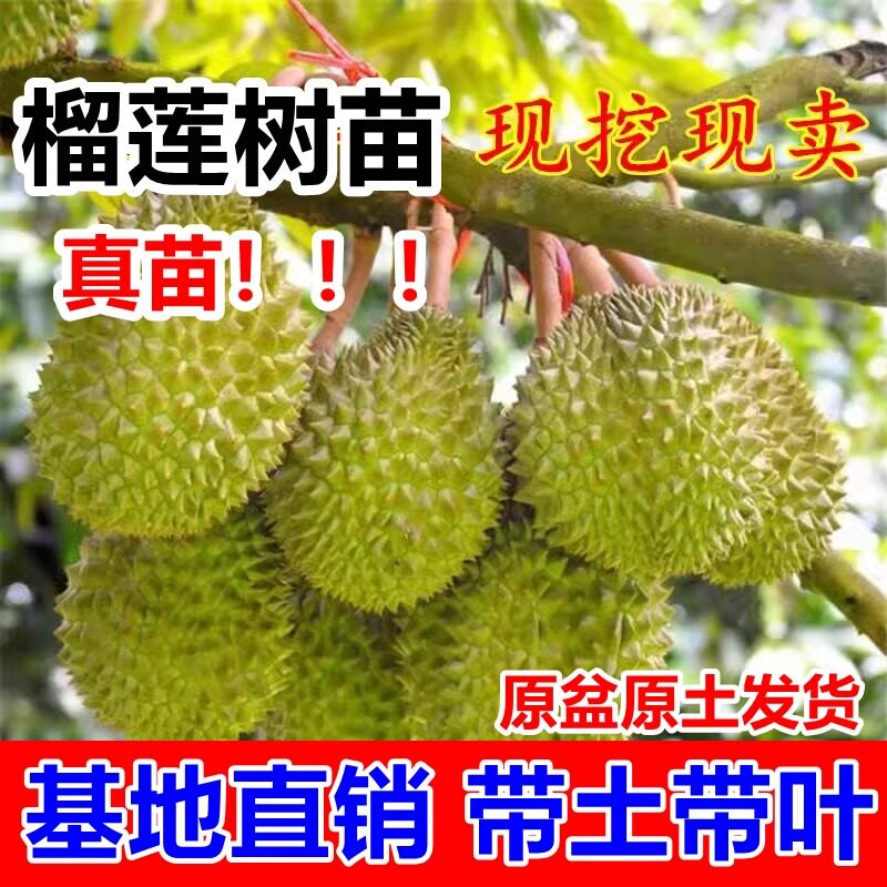 榴莲果树苗活苗金枕榴莲苗南方种植菠萝蜜盆栽猫山王地栽嫁接果树