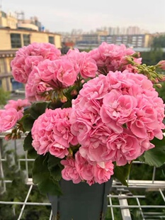 重瓣天竺葵种子苗四季播种开花室内洋绣球花种籽孑垂吊花盆栽花卉