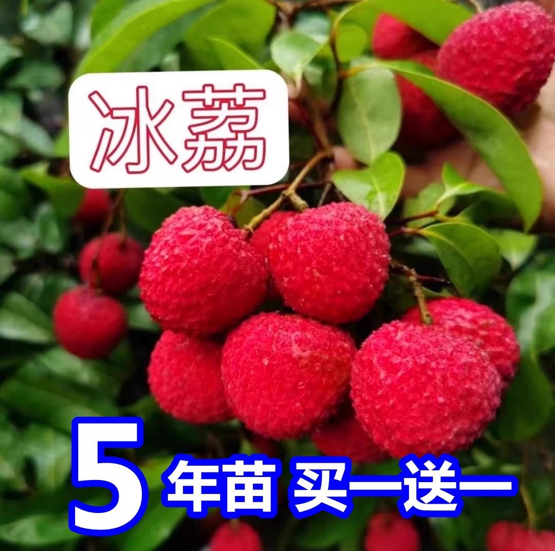 新品种荔枝苗艺魂种植地栽