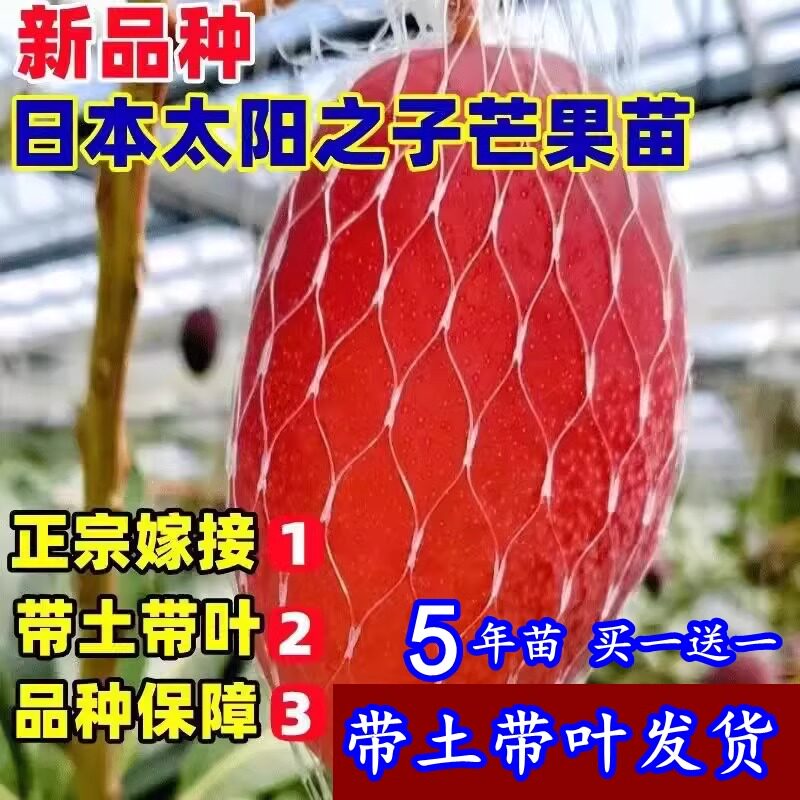 新品种太阳之子芒果苗嫁接特大金煌果苗南方种植盆栽地栽当年结果