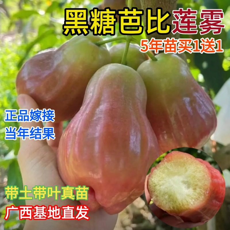 黑糖芭比莲雾果树苗黑金刚台湾莲雾嫁接苗南方北方盆地栽当年结果