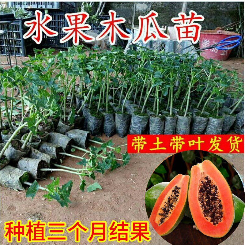 水果木瓜苗树红心香甜四季