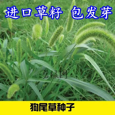 进口狗尾草种子芮草种籽旱地常见狗尾巴草种子牧草杂草观赏型护坡