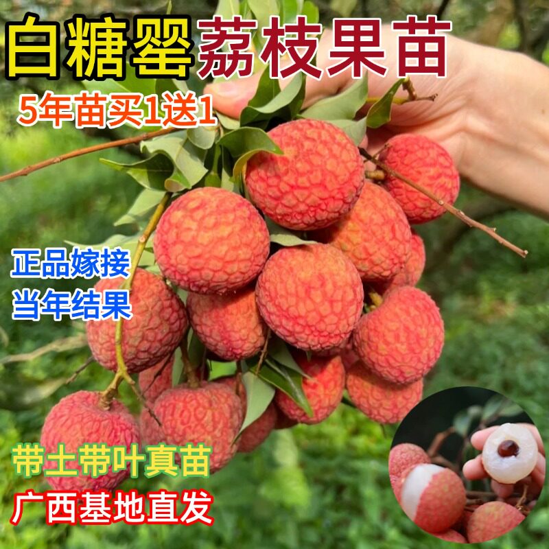 荔枝树苖无核桂味果树盆栽妃子笑嫁接水果树苗糯米糍果苗盆栽地栽