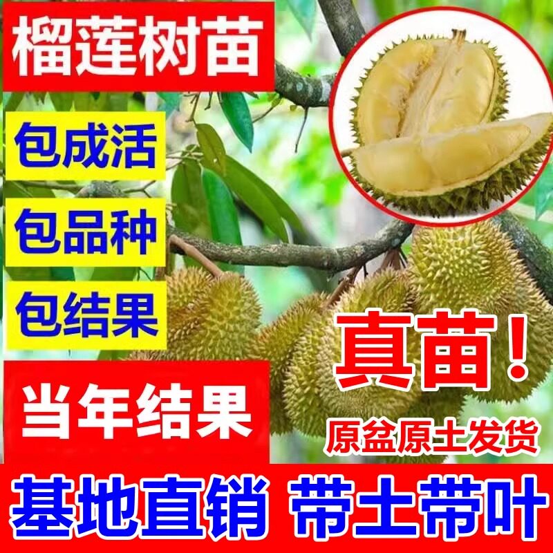 四季榴莲嫁接树苗金枕头泰国果树苗南北方种植南方芒果苗菠萝蜜苗