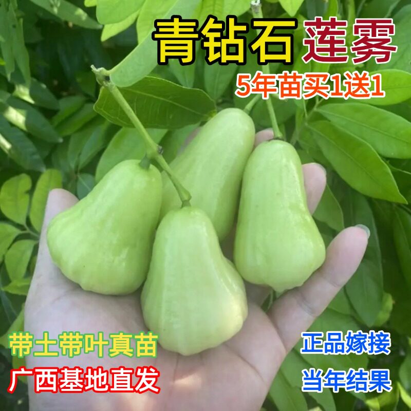 青钻石莲雾嫁接果树苗奶油黑金刚黑糖芭比莲雾苗南北方种植盆地栽