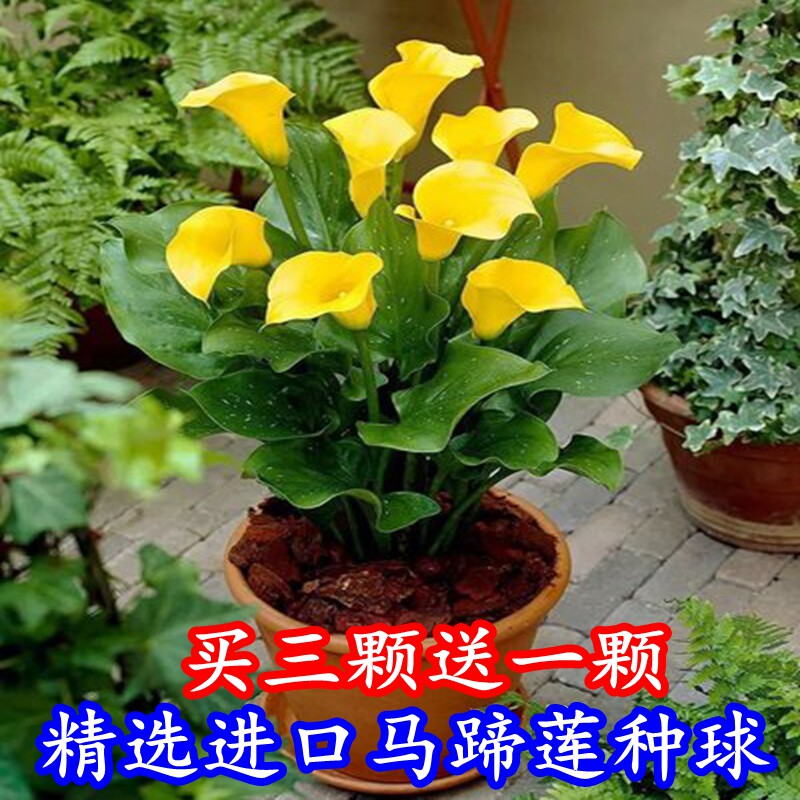 彩色马蹄莲进口球根种多年