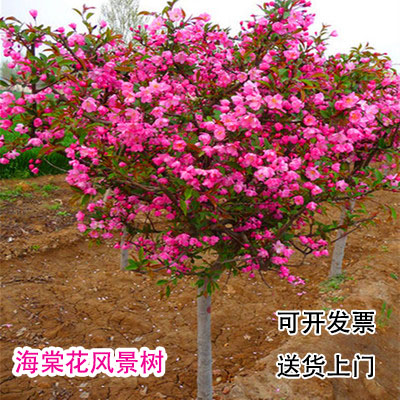 海棠花树苗庭院地栽盆栽高杆西府垂丝北美绚丽耐寒绿化植物四季开