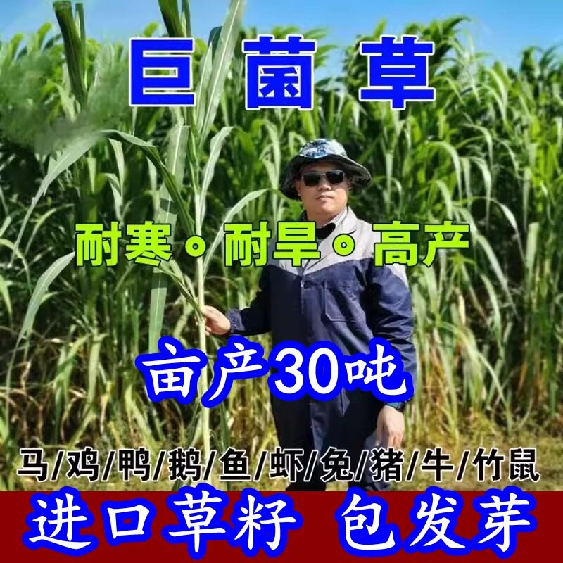 高产巨菌草种子四季牧草种子喂牛猪羊鱼鸡多年生甜象草皇竹草种籽