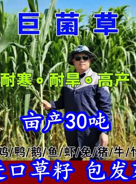 高产巨菌草种子四季牧草种子喂牛猪羊鱼鸡多年生甜象草皇竹草种籽