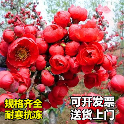 海棠花树苗西府垂丝北美红宝石庭院别墅地栽盆栽高杆花卉风景树