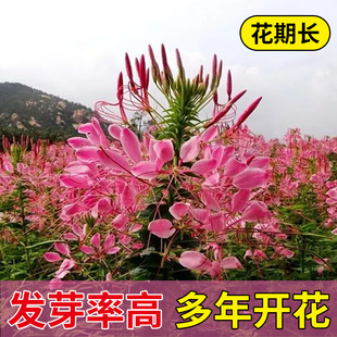 艺魂种子醉蝶花种子凤蝶草紫龙须耐热阳台花园花卉植物春夏播种籽