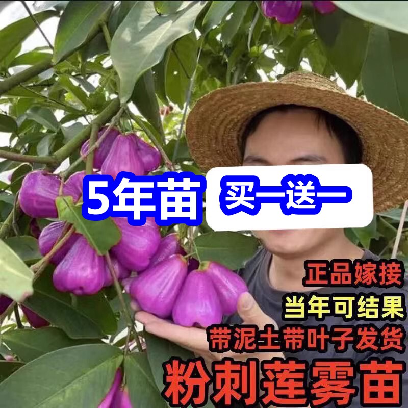新品种粉刺莲雾树苗大果耐