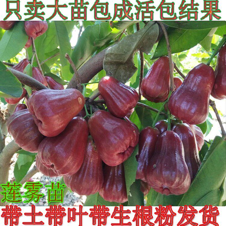 嫁接莲雾果树苗台湾黑糖芭