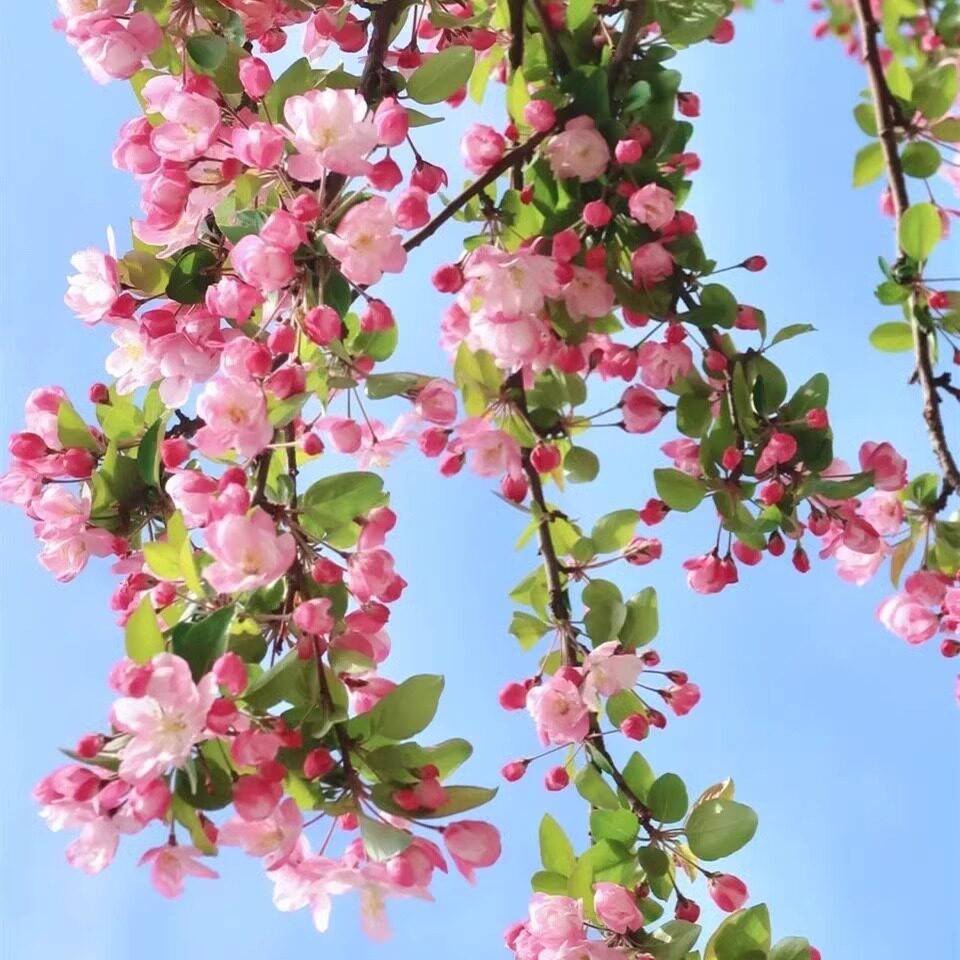 西府垂丝海棠花树苗别墅庭院盆栽地栽绿化风景树北美大型耐寒阳台