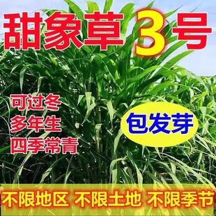 耐寒大叶无毛甜象草3号四季常青高产牧草种子多年生养猪牛羊鱼