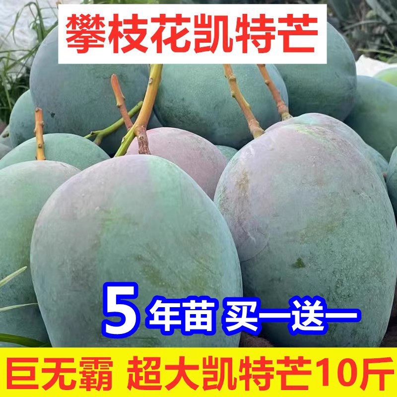 嫁接四川攀枝花凯特芒果苗巨无霸大果树苗盆栽凯特甜芒果产量高