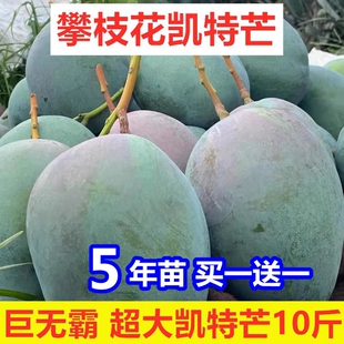 嫁接四川攀枝花凯特芒果苗巨无霸大果树苗盆栽凯特甜芒果产量高