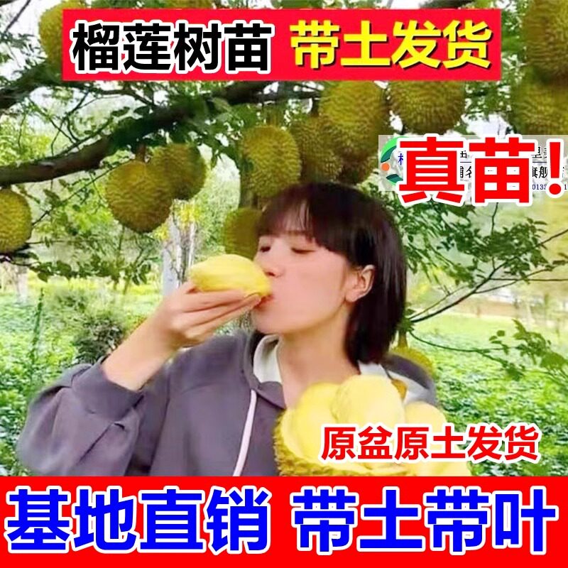 榴莲树苗四季嫁接泰国猫山王金枕头南北方盆地种带土发货当年结果