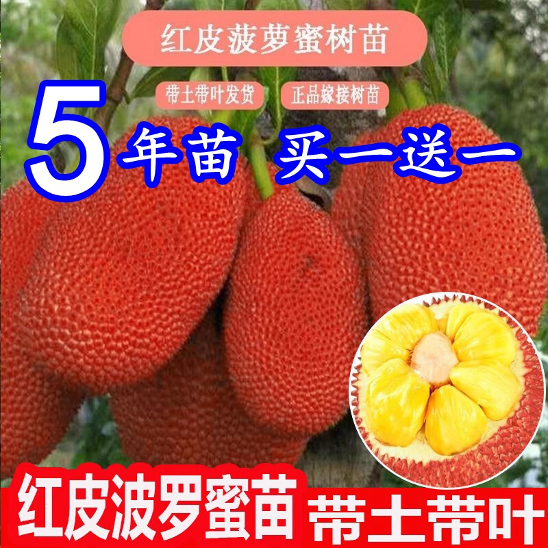 新品种红皮肉菠萝蜜嫁接树