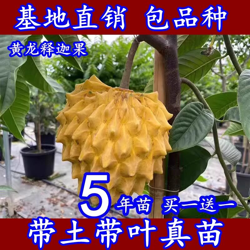 台湾凤梨释迦黄龙释迦果嫁接树苗番荔枝释迦摩尼果苗庭院牛奶释迦