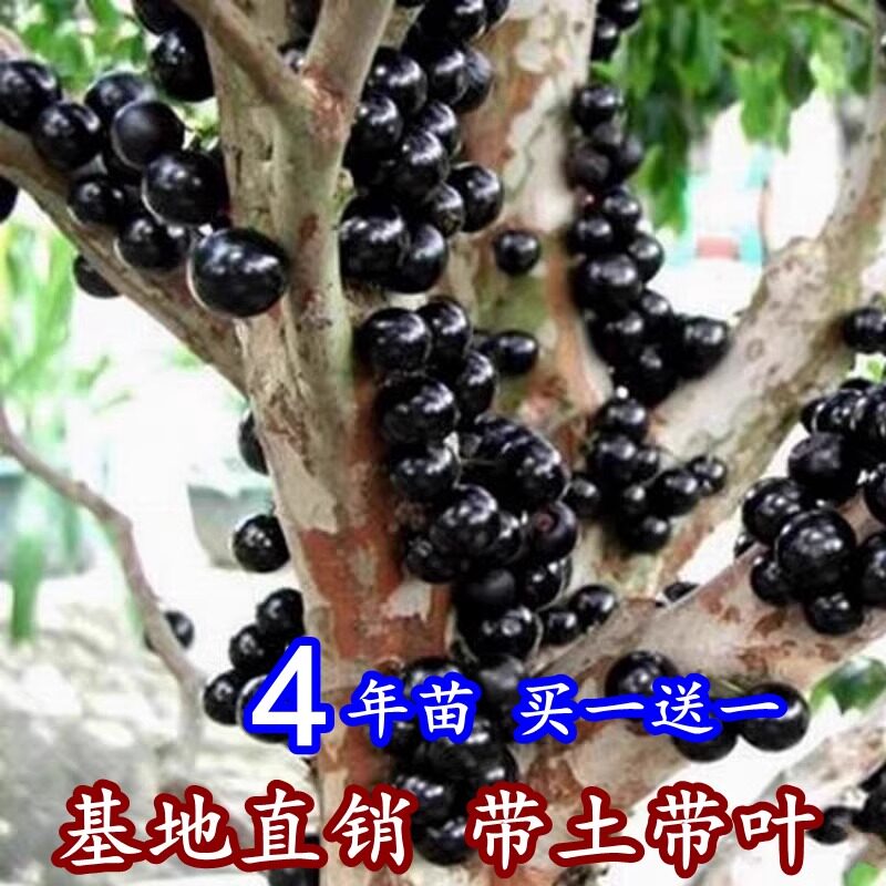 嘉宝果树苖四季葡萄苖南北种植当年结果正宗台湾树葡萄沙巴