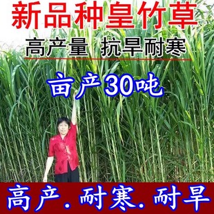 四季新型皇竹草子种孑多年生种子品种 黄竹草种 甜象草种养殖畜牧