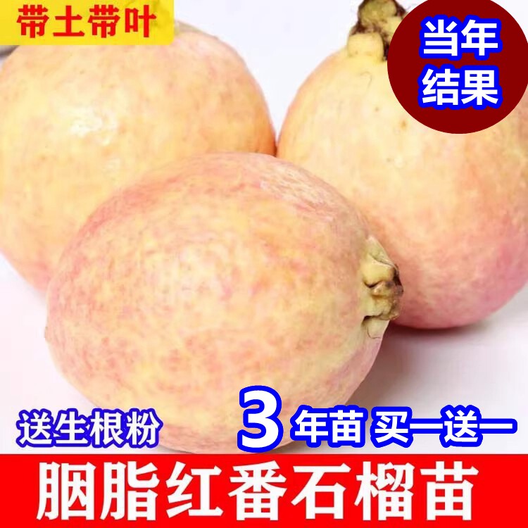 胭脂红番石榴嫁接苗心芭乐图片