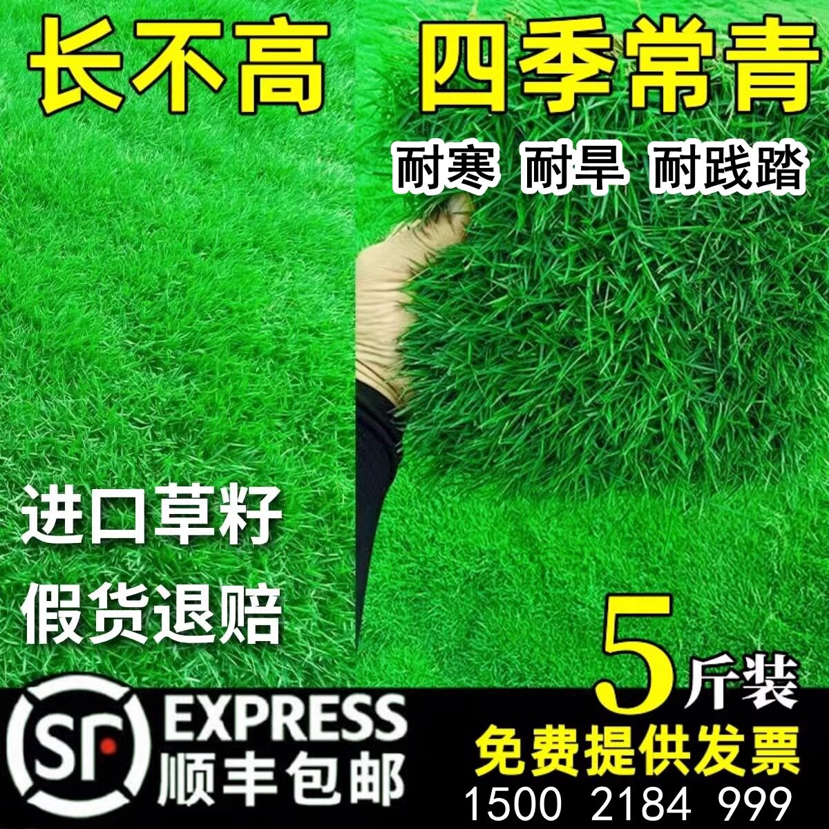 草坪草籽黑麦草皮种子护坡狗牙根马尼拉地毯草孑四季常青庭院绿化