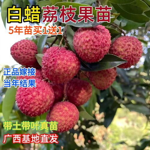 桂味荔枝嫁接果苗当年结果