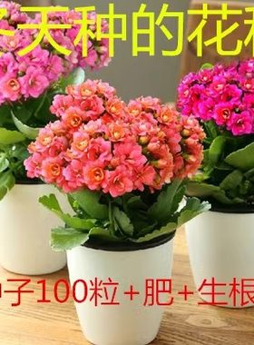 长寿花种子长寿花种籽冬天适合种植小花苗重瓣寿花花种大朵植物