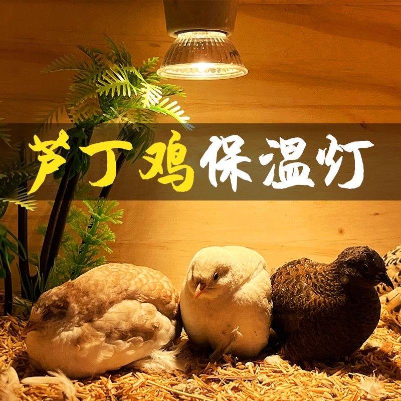 芦丁鸡保温灯小鸡育雏取暖灯宠物爬宠加温灯养殖场专用控温加热灯,家装灯饰光源,灯具配件,淘宝优惠券,粉丝福利购,淘宝优惠卷
