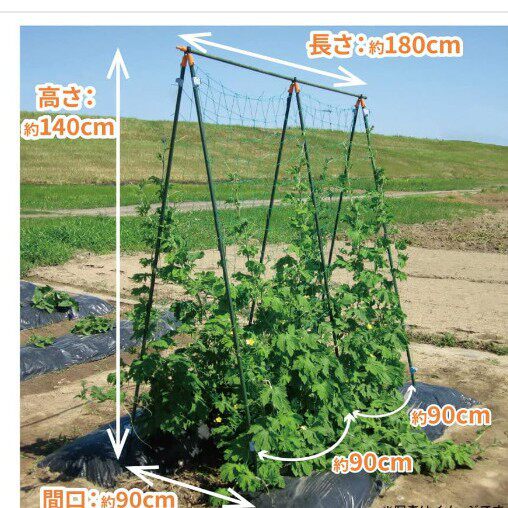 户外丝瓜爬藤架植物菜园支架攀藤植物架子攀爬黄瓜架杆丝瓜爬藤架