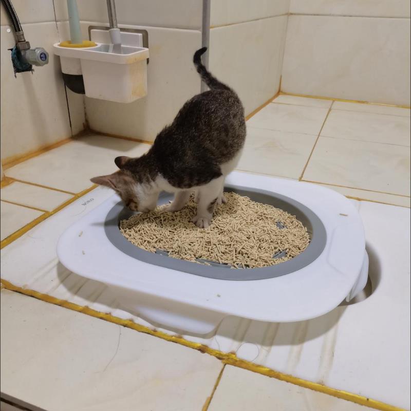 宠物猫咪马桶上厕所训练器坐便器蹲坑练习教蹲便蹲厕入厕学习引导