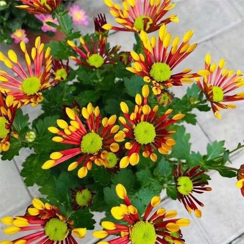 烟花菊带花苞发货四季荷兰菊盆栽多年生大菊花耐寒花卉阳台好养