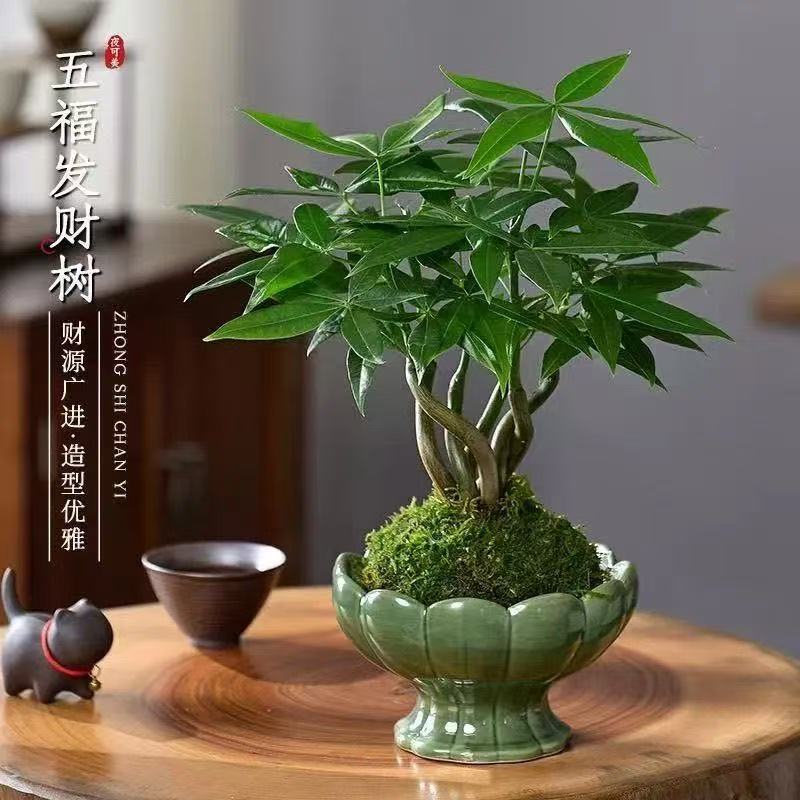 发财树盆栽绿植水培植物苔藓球室内办公室桌面上造型茶几四季常青
