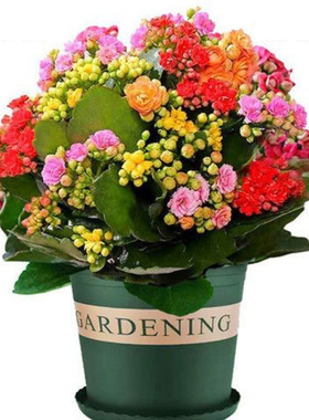 带花苞重瓣长寿花苗室内绿植盆栽金狐狸大花多年生易活好养花卉