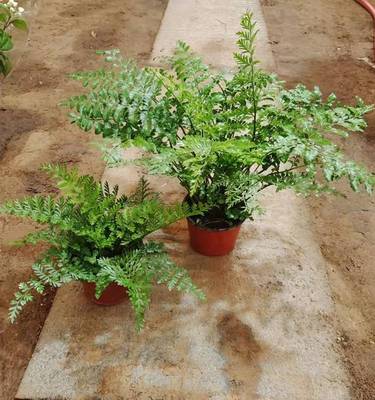 室内耐阴吉姆蕨办公室