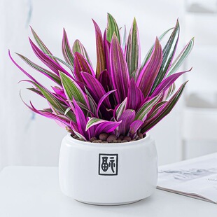 紫露兰盆栽植物桌面客厅绿植花卉油画吊兰室内好养吸甲醛净化空气