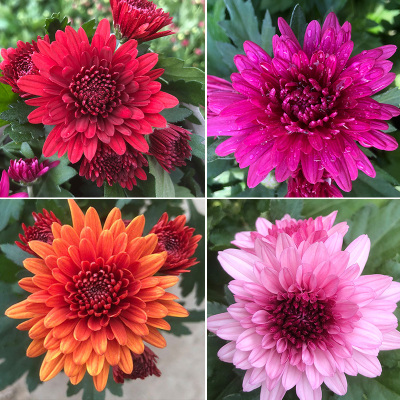 四季荷兰菊带花苞大花耐寒花卉室内外盆栽花卉阳台庭院植物菊花苗