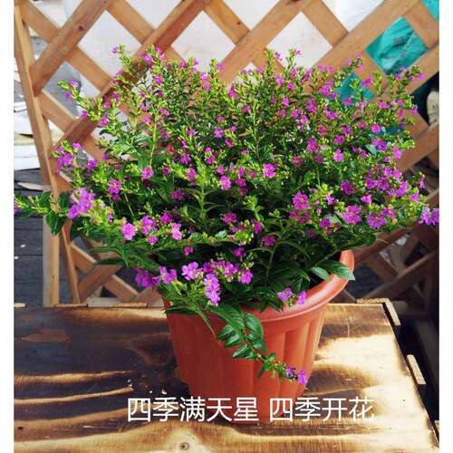 多年生观花植物 满天星盆栽孔雀花大苗带花发货阳台绿植2盆包邮