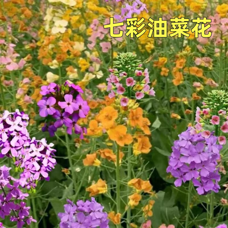 彩色油菜花种子观赏油菜籽秋播道路景观花海四季种植榨油种籽花卉